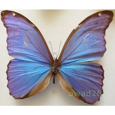 Morpho didius Hopffer, 1874 Peru 129mm27d